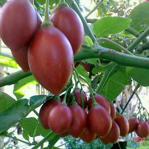 Hạt Giống Cà Chua Thân Gỗ, Túi 10 Hạt.