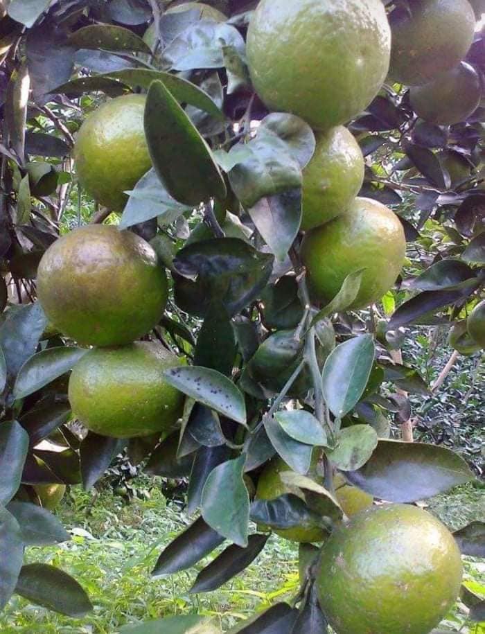 cây giống Cam Sành ghép (siêu sớm)