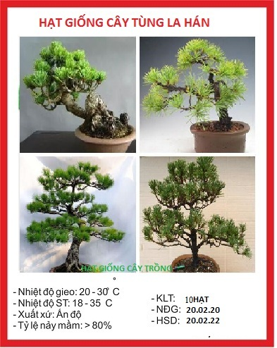 Hạt giống cây tùng cảnh - gói 10 hạt