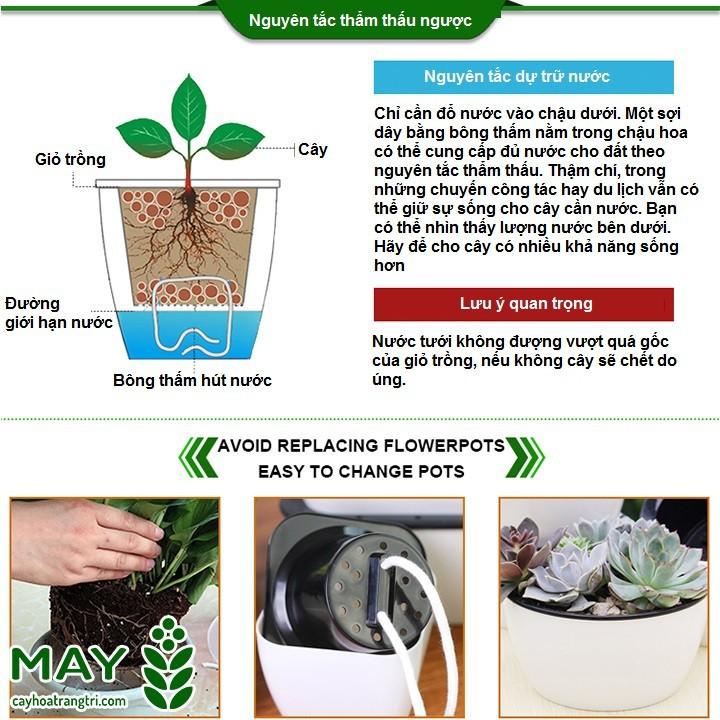 Chậu trồng cây cảnh thông minh Q