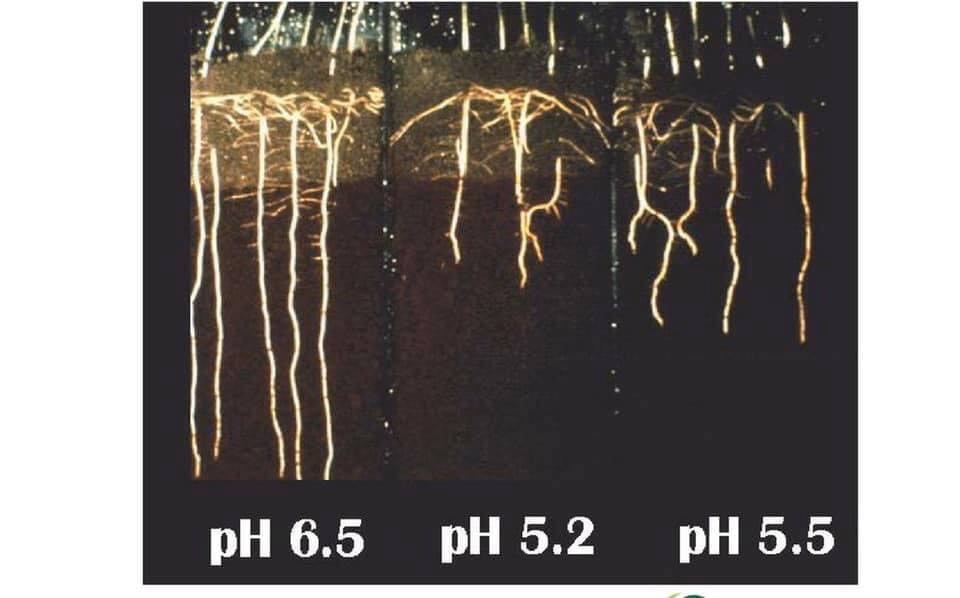 [Hàng Loại 1] Cân bằng pH đất - Nano Khoáng