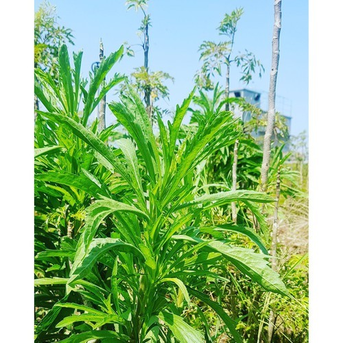 Cây ngải dại giống