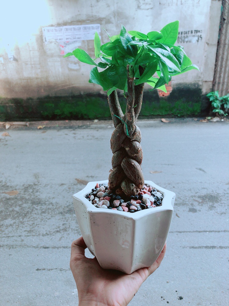 Chậu Kim Ngân Thắt Bính 3 Thân