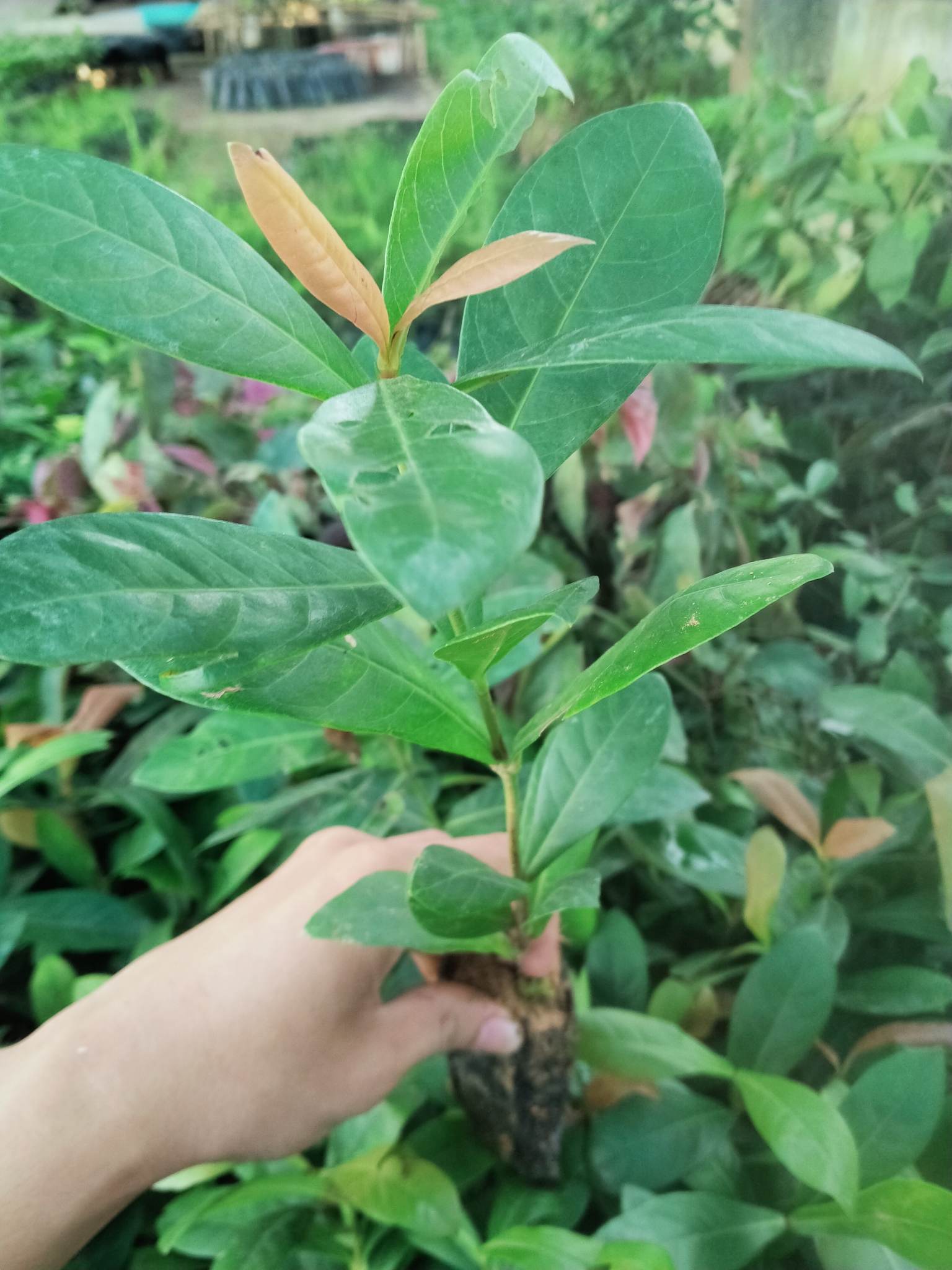 Cây hoa Mẫu Đơn, Hoa Trang