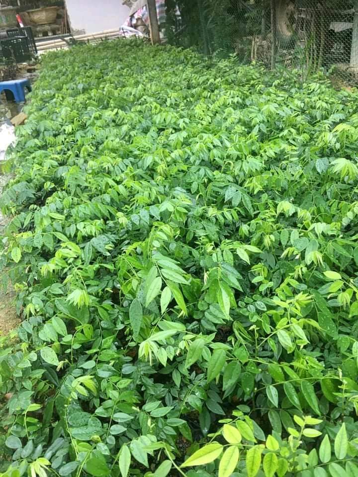 500 gram hạt giống Cây Sưa Đỏ  [Tên khác: Huỳnh Đàn, Trắc Thối hay cây Huê].tuyển chọn ( Tỷ lệ nảy mầm cao ) [ Loại hạt chưa tách vỏ ] [J&T]