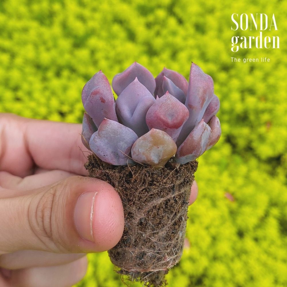 SEN ĐÁ CÚC HỘT SIZE MINI SIÊU KHỎE ĐẸP LỖI 1 ĐỔI 1