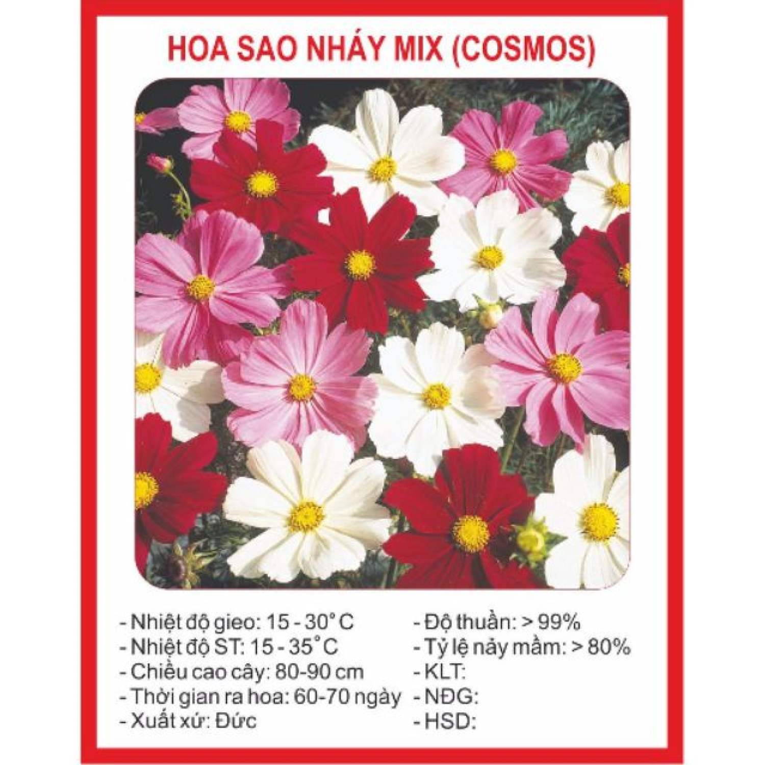 Ma5a gói hạt giống hoa cúc sao nhái đơn 100 hạt