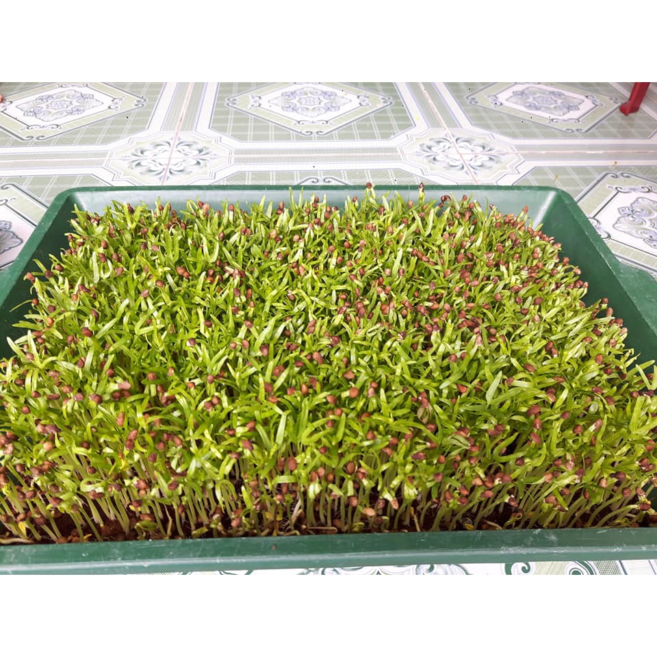 1 Kg Hạt Giống Rau Muốn Mầm