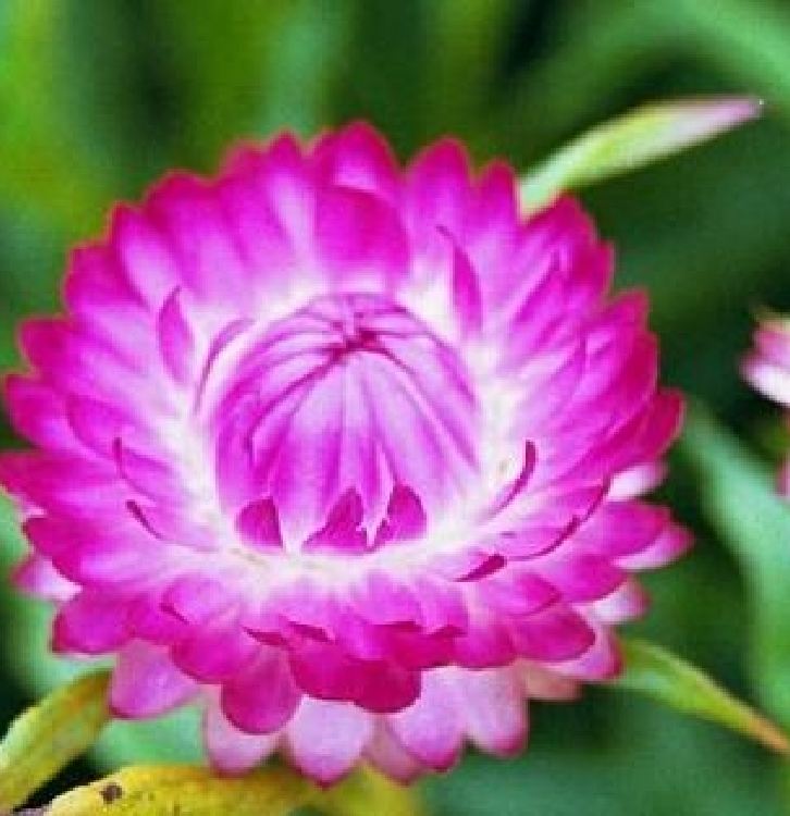Hạt giống hoa Cúc Bất Tử Nhiều Màu ( 50 hạt/gói )