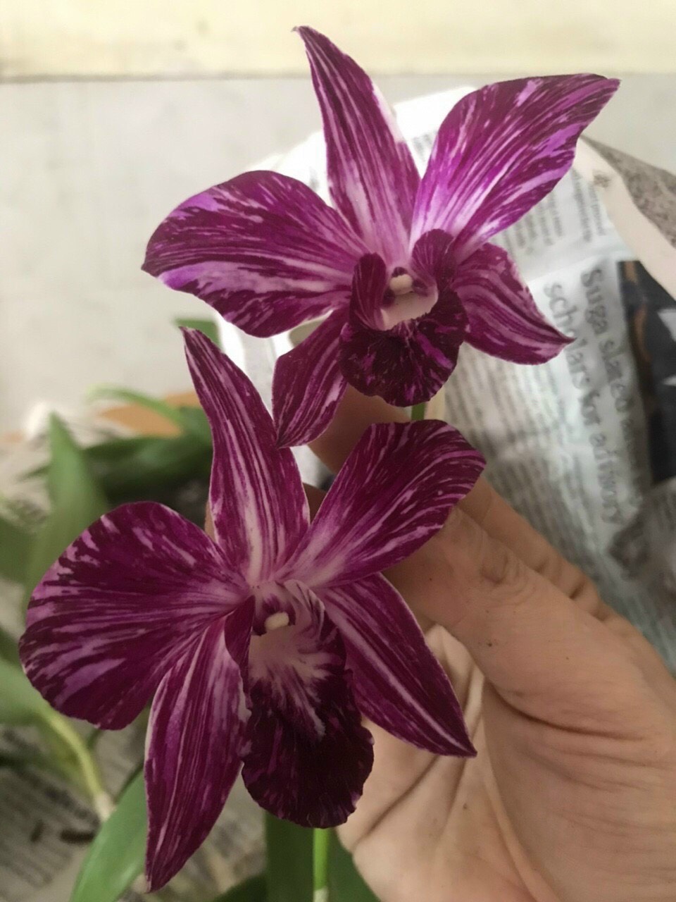 Hoa lan chớp sonia sao băng