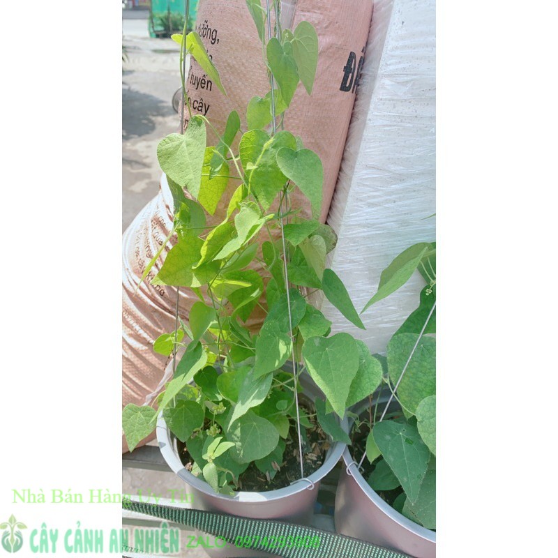 Cây Sương Sâm