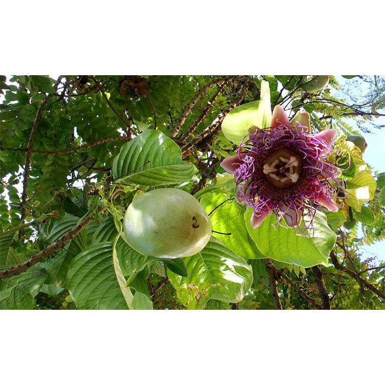 MA302A GÓI 5 Hạt Giống Dưa Gang Tây Dưa Tây