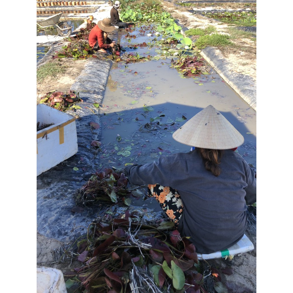 Củ hoa súng Thái kép nhiều màu