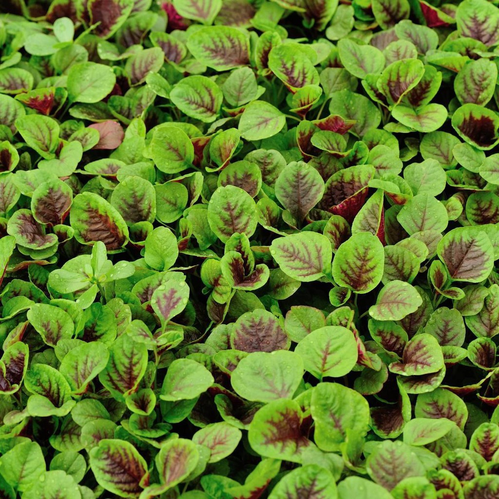 Hạt Giống Dền Tiều (Dền Xanh Đỏ) PhuNongSeeds - 20Gr
