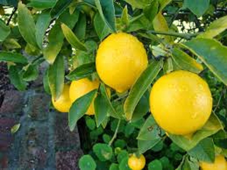 CÂY GIỐNG CHANH VÀNG MỸ NHẬP KHẨU