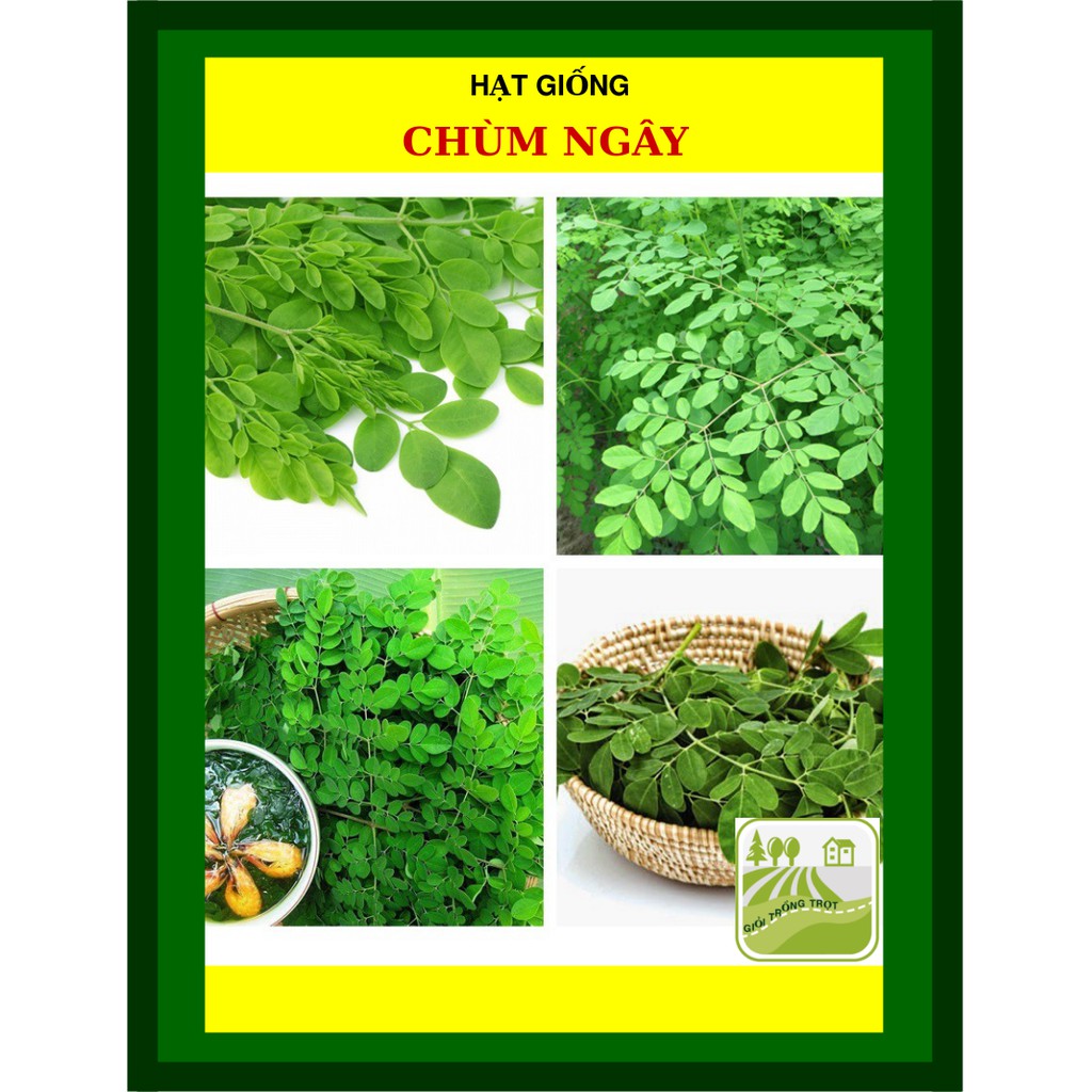 Hạt giống chùm ngây 2 gram
