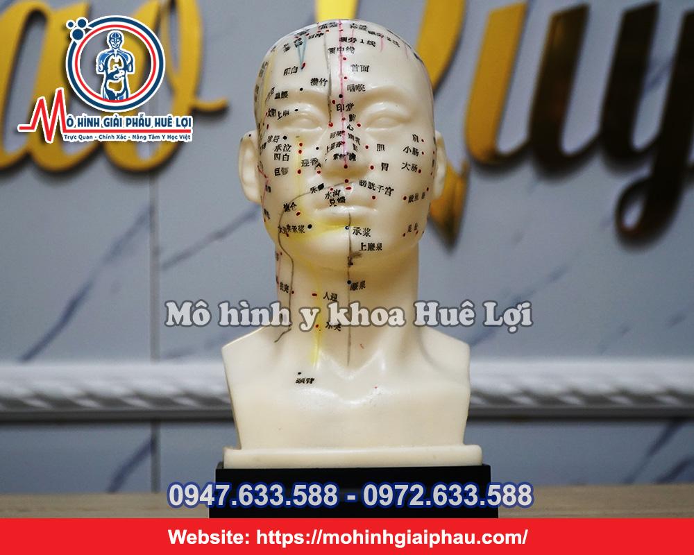 Mô Hình Huyệt Vị Vùng Đầu