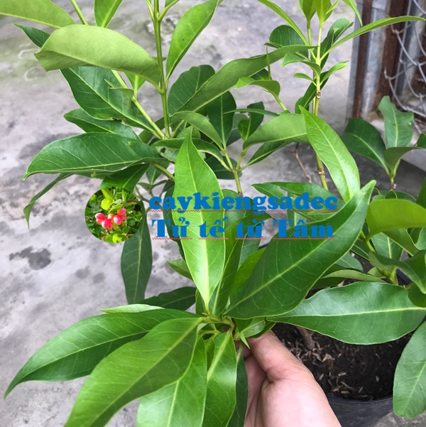 Cây lá vối + tặng phân bón cho cây mau lớn