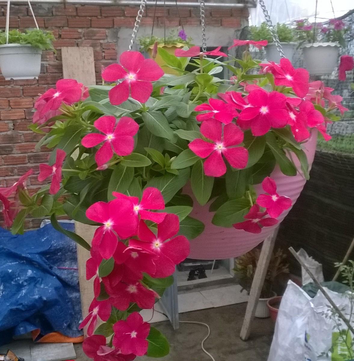 Gói 7 Hạt Giống Hoa Dừa Cạn Hồng Rũ -NanuSeeds