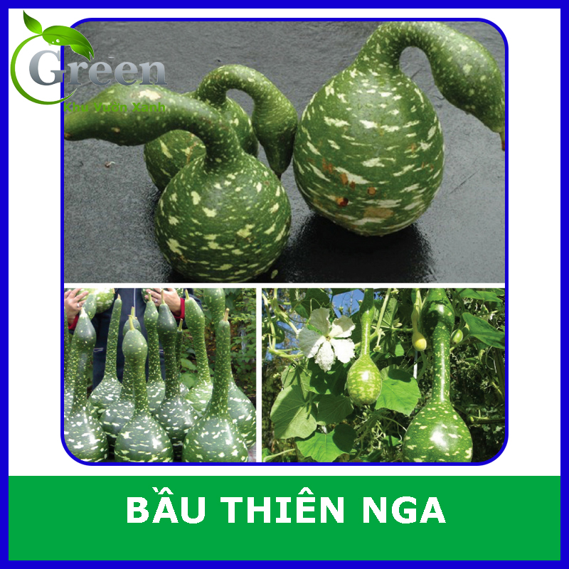 Hạt Giống Bầu Thiên Nga (Gói 5 hạt) Ngon Ngọt, Trồng Quanh Năm