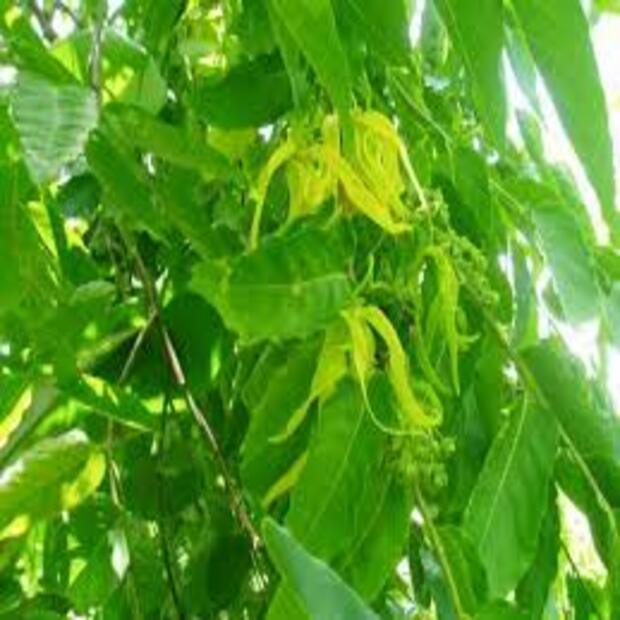CÂY GIỐNG HOA HOÀNG LAN (NGỌC LAN TÂY, NGỌC LAN VÀNG)