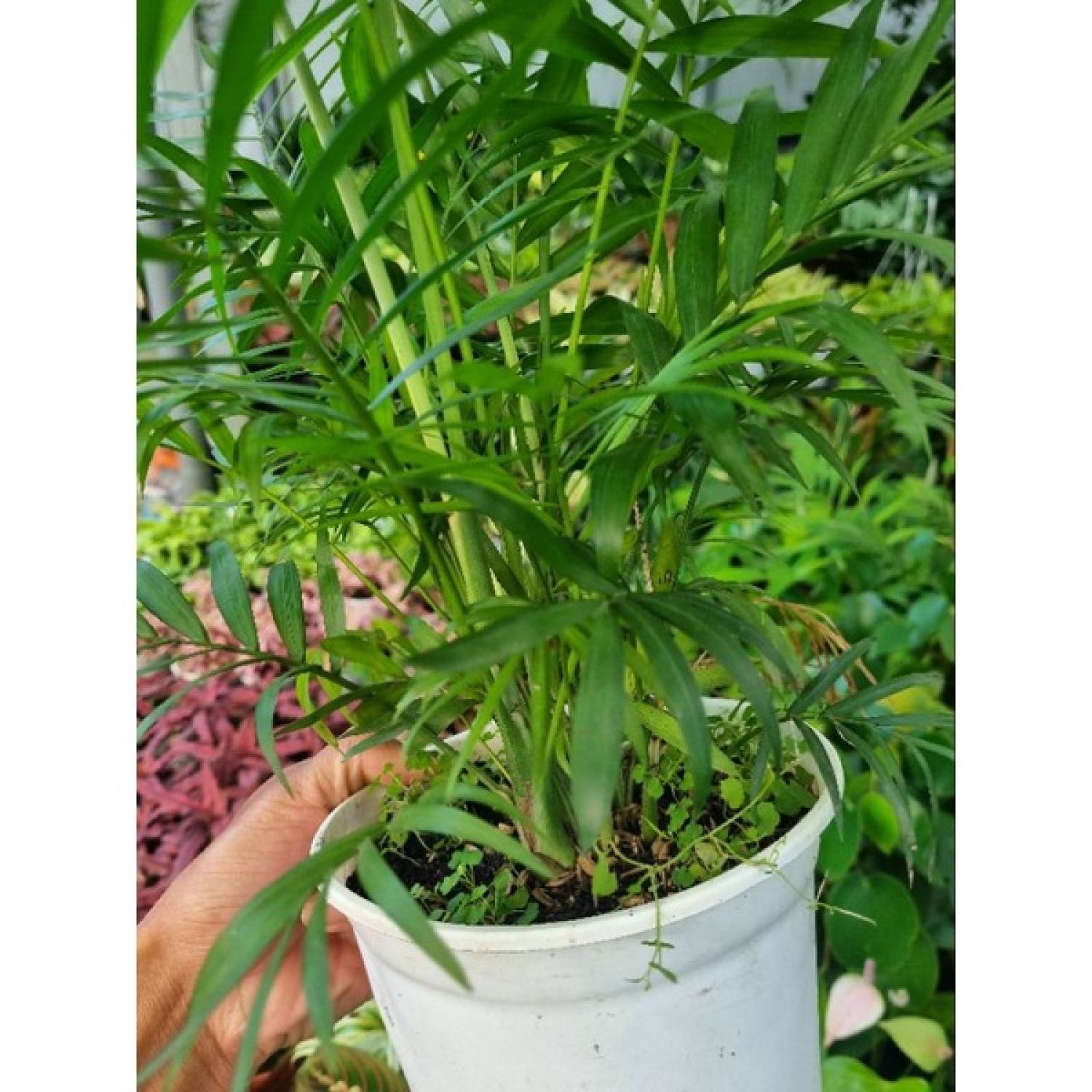 Cây cau tiểu châm (chậu nhiều thân)