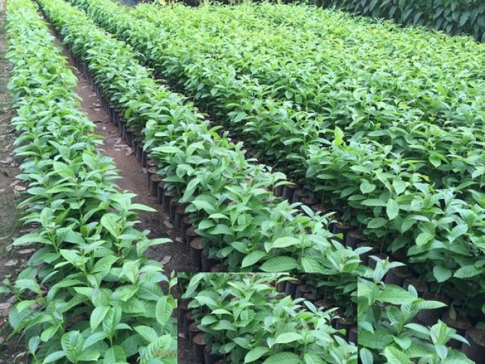 Cây Bằng lăng tím - cây LỚN cao 1,5m trở lên