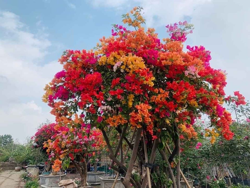 CÂY GIỐNG HOA GIẤY NGŨ SẮC (có tem chuẩn giống)