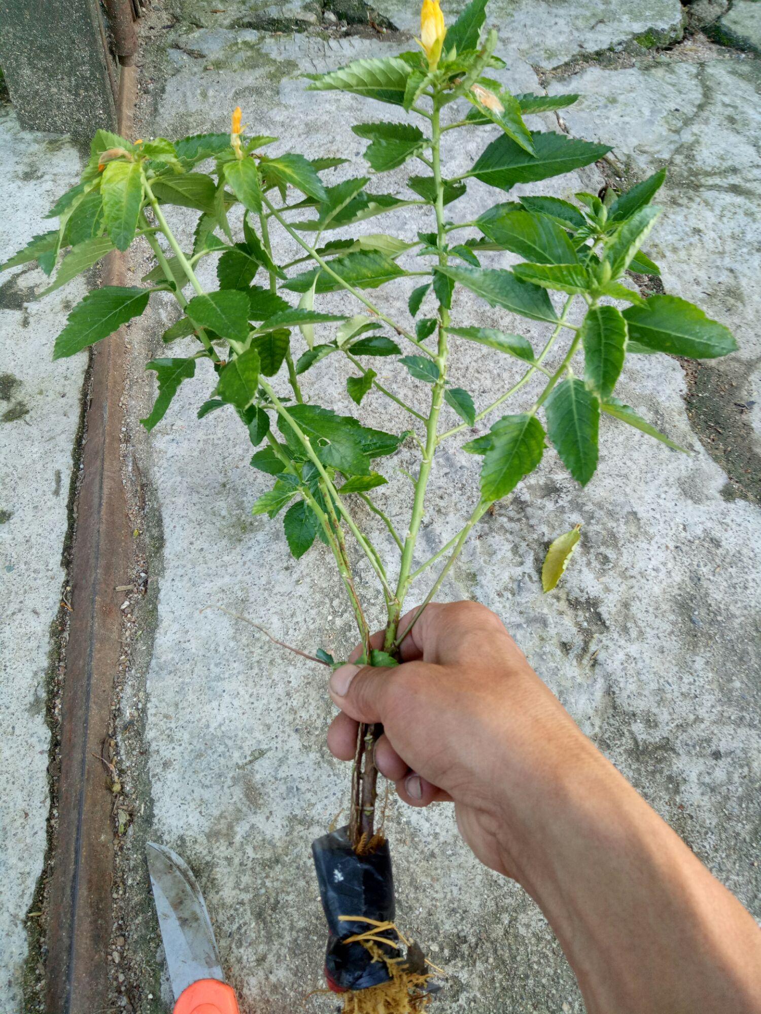 cây hoa đông hầu .cây.hình 2