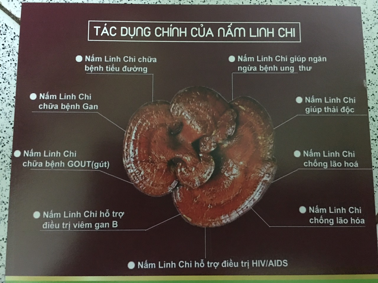 Nấm linh chi Thanh Bình .