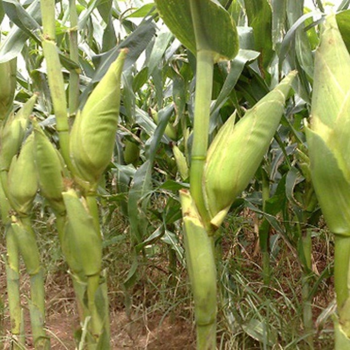 Hạt giống bắp nếp 100gr