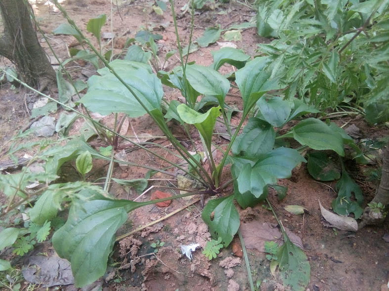 Cây mã đề tươi - gói 1kg