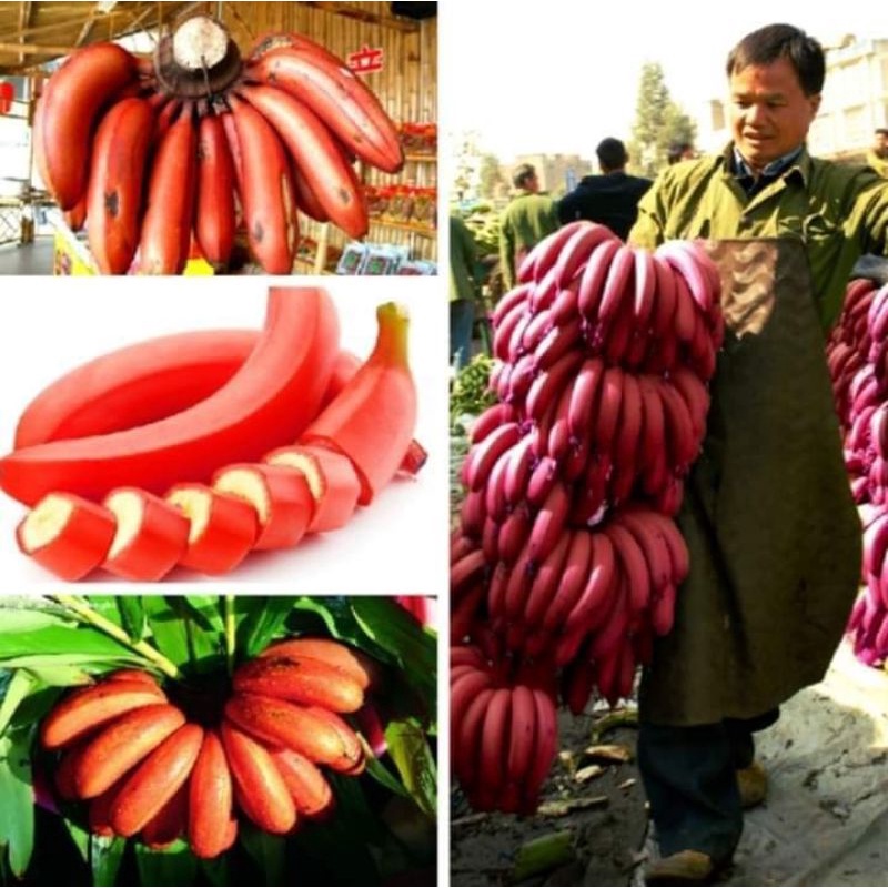 Cây giống chuối tiêu đỏ