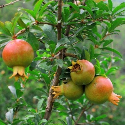 Hạt giống lựu lùn đỏ (Giống F1 dễ trồng)
