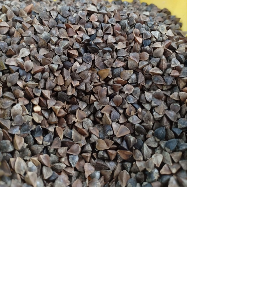 Túi 100 gr hạt ba khía cho thú nhỏ : hamster , sóc , vẹt , bọ ú