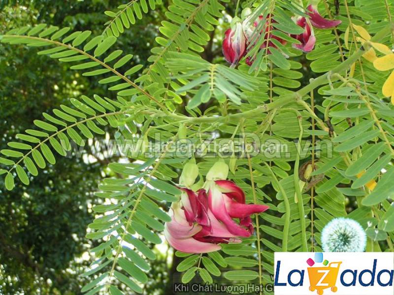 10h Hạt Giống Bông So Đũa Thái Đỏ (C5.301| C51*W35*M010)