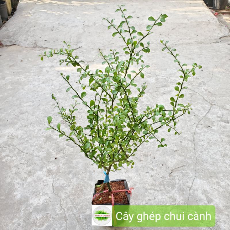 -️cây giống chanh ngón tay úc _ cây to cao 60_80cm_cây ghép chui cành nhanh trái thích nghi tốt️