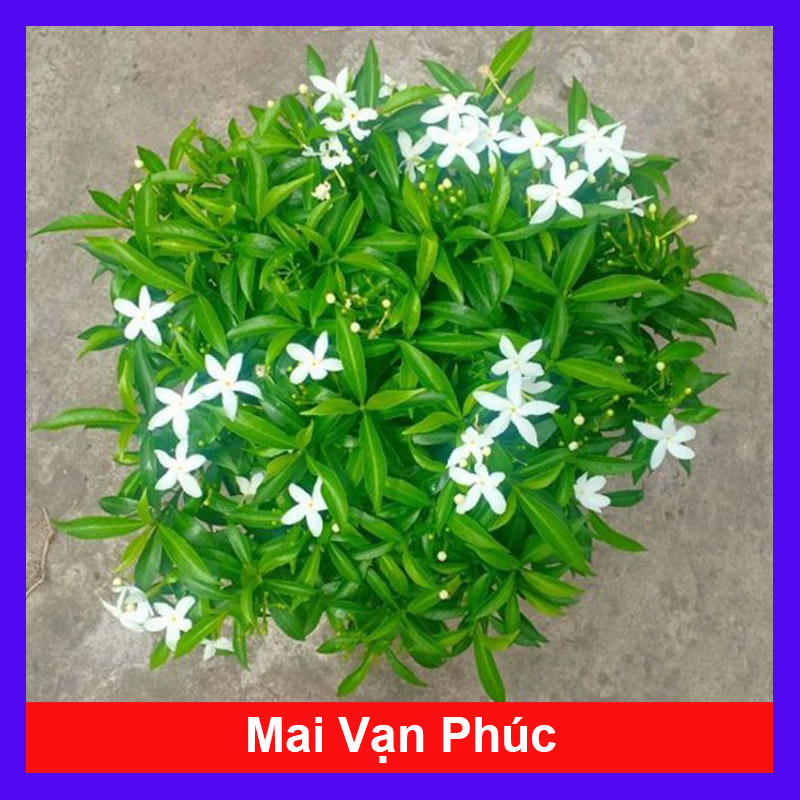 Mai Vạn Phúc - Cây cảnh sân vườn