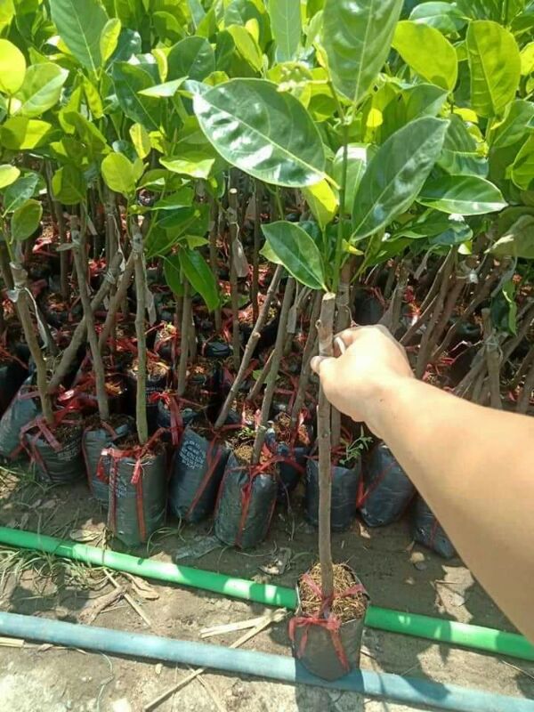 Giống mít tứ quý