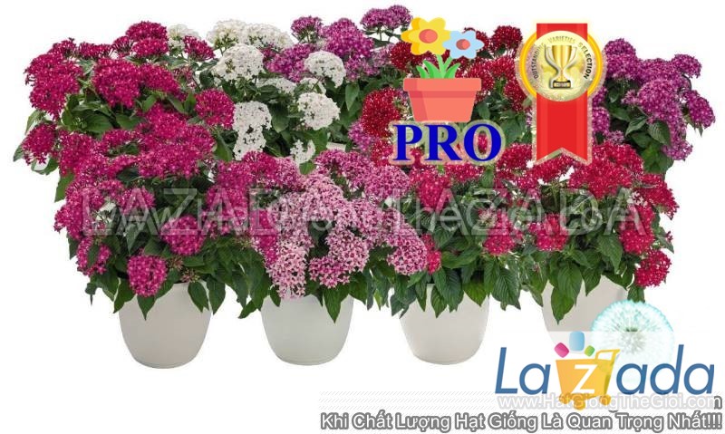 50.HẠT Hạt Giống Hoa Diễm Châu Graffiti 20/20 Mix (| -KD: B36*X61)