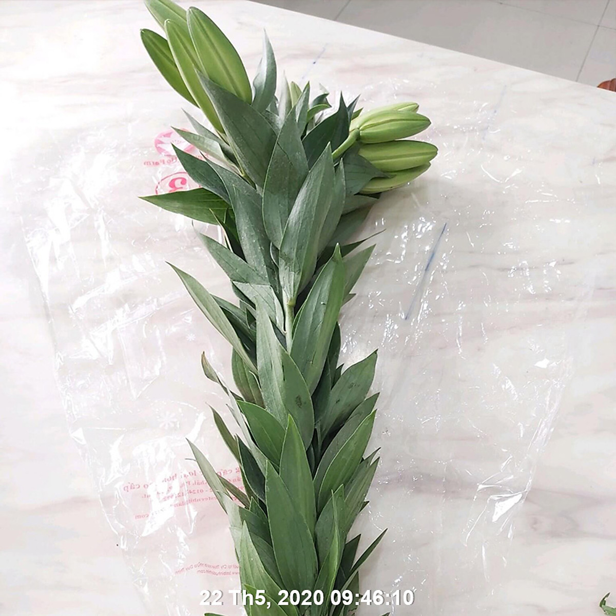 Longlife Food For Cut Flower