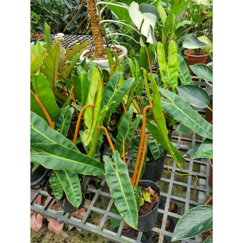 Cây philodendron billietiae - Trầu bà hồng hạc