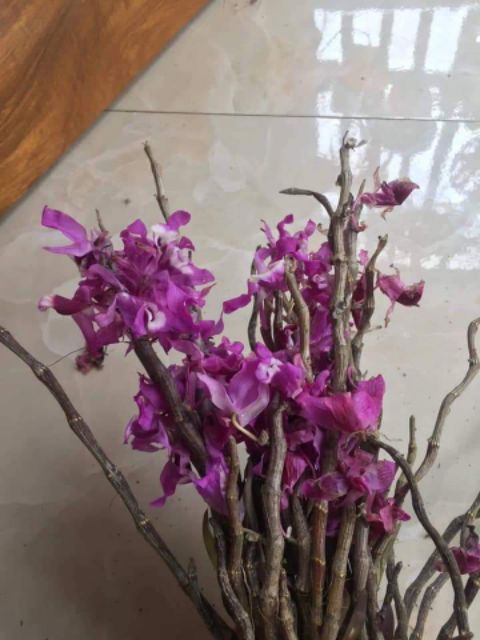 Kèn tím rừng. Chuẩn rừng