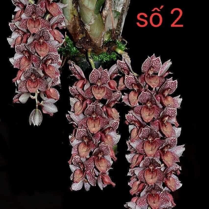 Củ hoa địa Lan luân(1 củ to)
