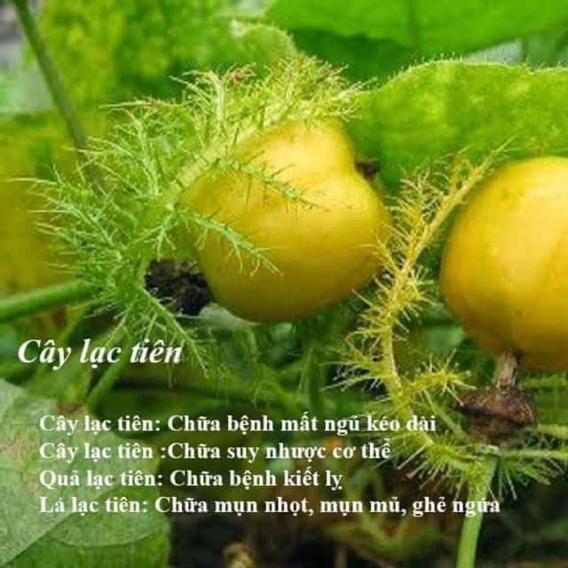 Cây lạc tiên an thần cao cấp 500 gram