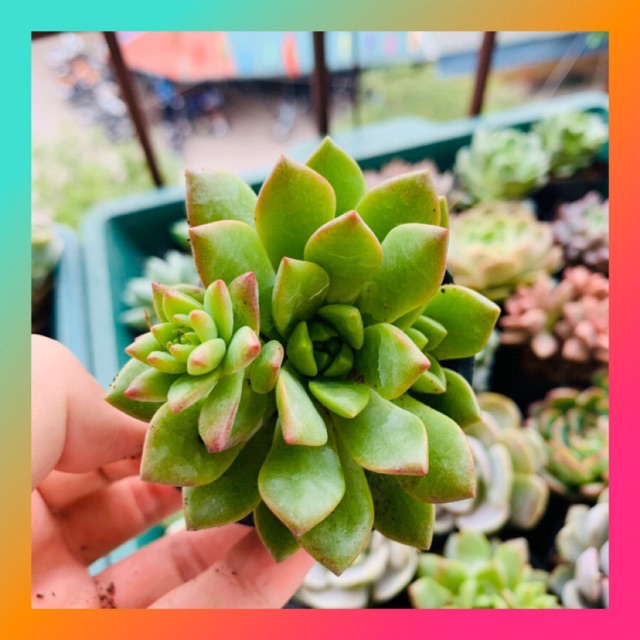 SEN ĐÁ MẶT TRỜI GIỐNG MỚI SIZE BÉ LỖI 1 ĐỔI 1
