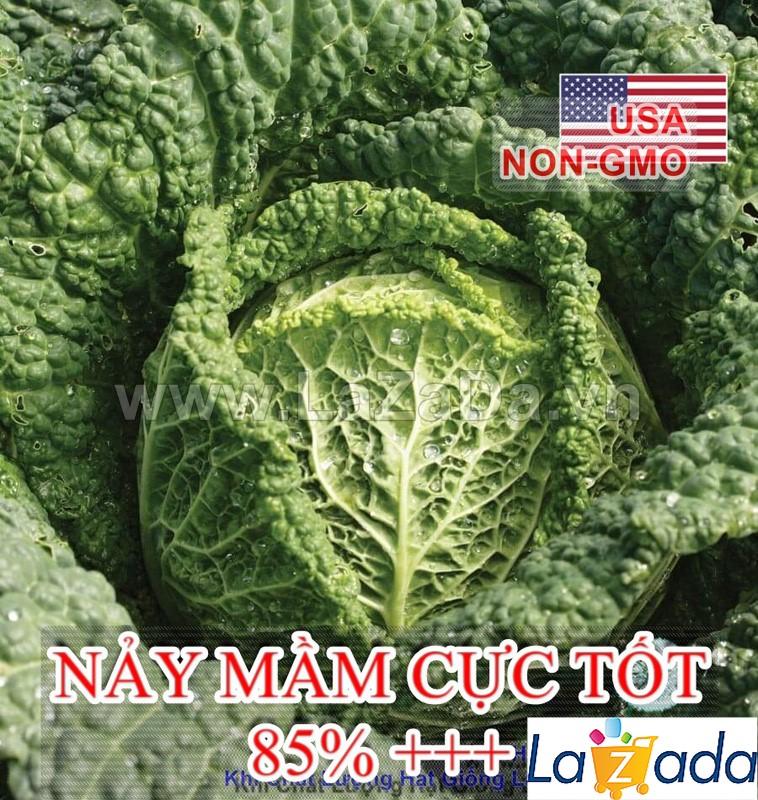 1Gr Hạt Giống Cải Bắp Nhăn Savoy (A1.204| C46*W22*M166)