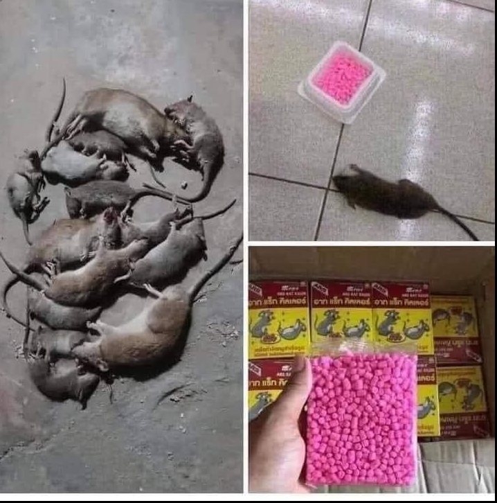 [Freeship] Thức ăn diệt chuột ARS Rat Killer Thái Lan