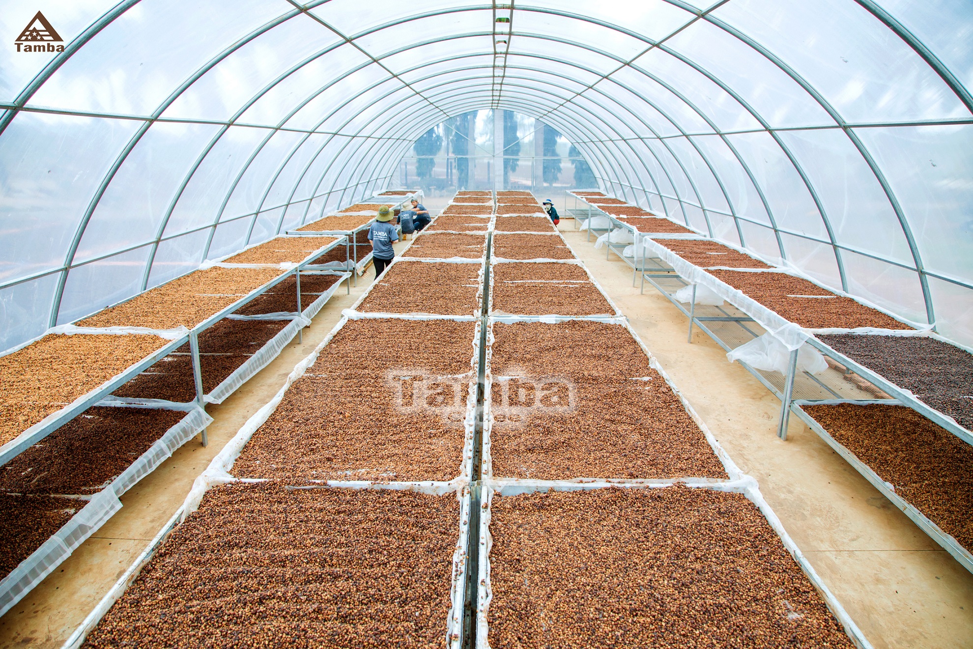Cà phê hạt Arabica - Light Roast - Tamba Coffee - 500gr