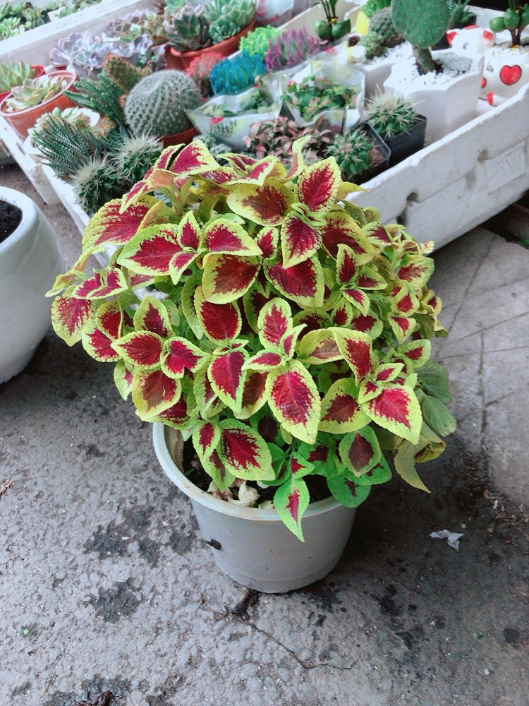 Cây Lá Gấm Đỏ Viền Vàng